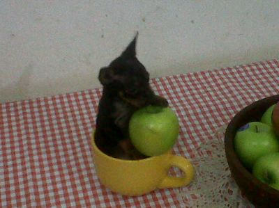 PINSCHER TAMA�O 0 1561758112