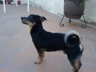 Adopci�n para Pingu