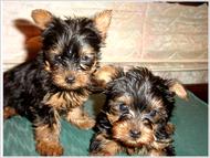 Yorkshire Terrier cachorros para su aprobaci�n