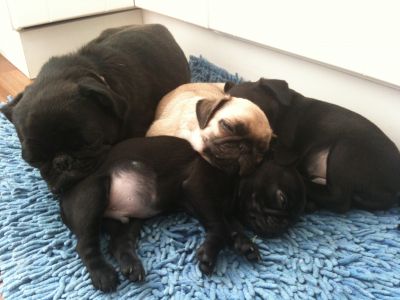 CACHORROS PUG CARLINOS HERMOSOS C/PAPELES FCA