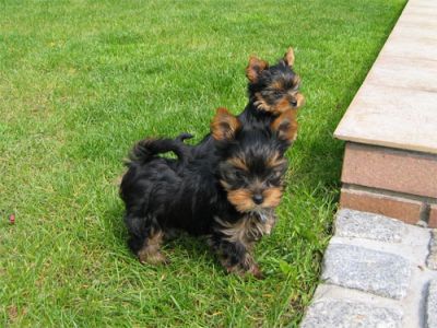 Nuestro! Yorkie cachorros son socializados