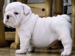 cachorros bulldog Ingl�s para la adopci�n