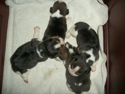 BEAGLES  CACHORROS
