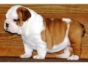 Bulldog Ingl�s cachorros para su aprobaci�n.