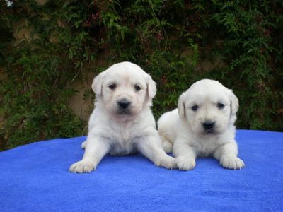Golden Retriever Cachorros