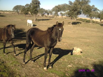 Venta de caballos