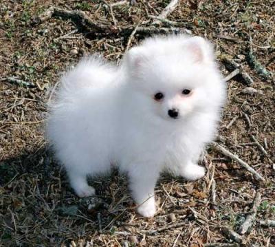 Taza de t� Pomerania cachorros para su adopcion