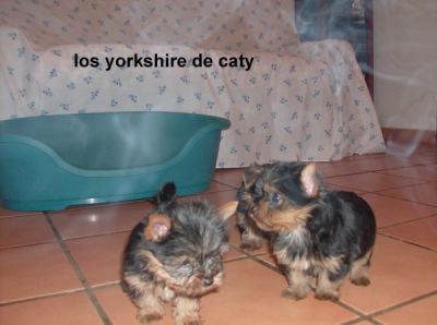 yorkshire en tarragona