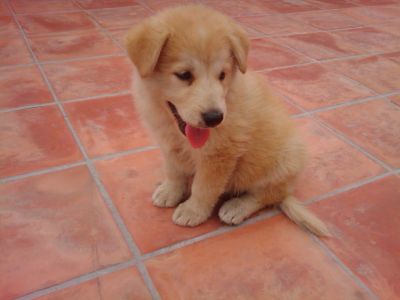 ZIPI, CACHORR�N DE LABRADOR