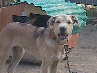 Quieres adoptar un cachorrito?