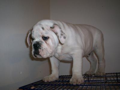 BULLDOG INGLES, LINDOS CACHORROS