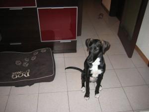 NUKA NECESITA CASA DE ACOGIDA O ADOPCION DEFINITIVA