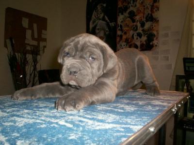   MASTIN NAPOLITANO HERMOSOS CACHORRITOS