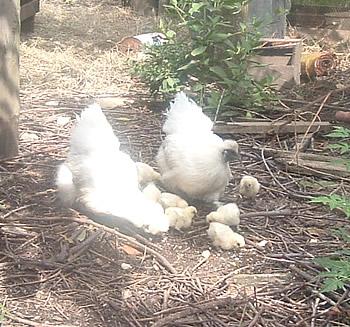Pollos sedosa de japon