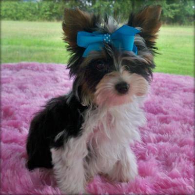 Esta ni�a es terminado de crecer y ella tiene la personalidad m�s dulce que es AKC reg. y garantiz