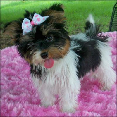 Esta ni�a es terminado de crecer y ella tiene la personalidad m�s dulce que es AKC reg. y garantiz