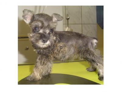 SCHNAUZER MINIATURAS-TOY-Venta en Veterinaria?Lindos cachorros.Padres Presentes.Garant�a de Veter