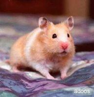 RATONES PINKYS