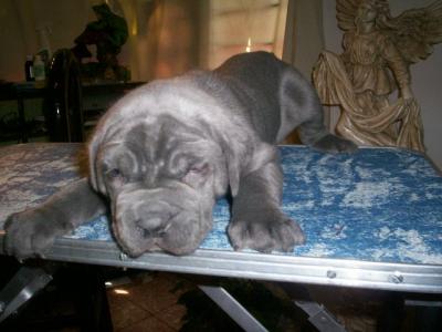 MASTIN NAPOLITANO CACHORRO MOLOSOS MASTIFF.