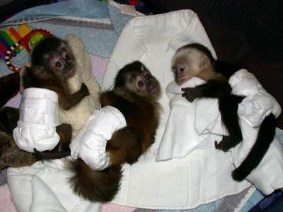 monos capuchinos para su aprobaci?