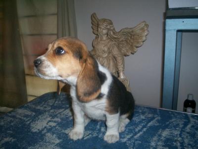 BEAGLE HERMOSOS  CACHORRITOS.