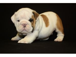 Bulldog Ingl�s cachorros para su aprobaci�n