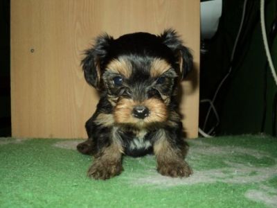  REGALO YORKSHIRE TERRIER  PEDIGREE MACHO Y HEMBRA