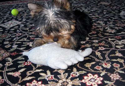 adorable Yorkshire para la adopci�n