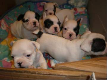 Preciosos bulldog frances con pedigree, IVA incluido en el precio