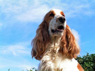 Cocker Spaniel. Cachorros