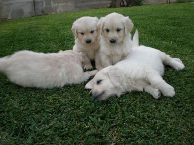 Golden Retriever