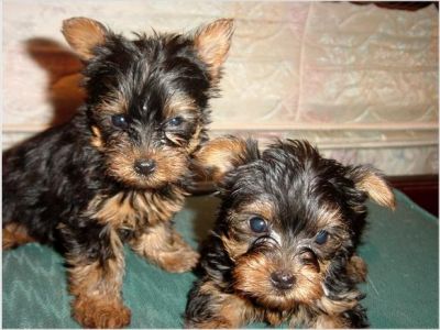 Dos cachorros de yorkie dulce gratis