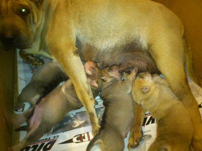 Buscamos familia para el peque�o Chocolate