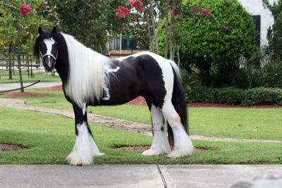 Pura raza gitana Vanner caballos para la venta.