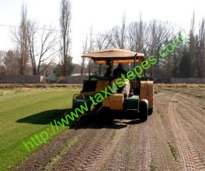 Tepecenter. Rollos de cesped, pasto alfombra y zacate de sedum o sedums