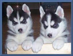 siberian husky cachorros para su aprobaci�n (machos y hembras)