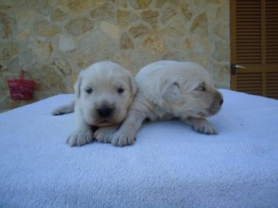 Cachorros de Golden Retriever