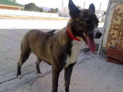 Aida busca familia!