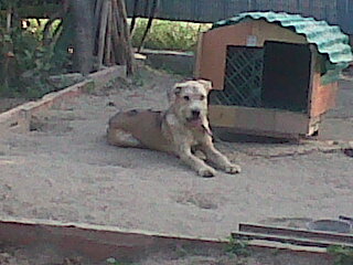 Bruce busca un hogar