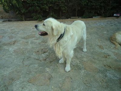 golden retriever cachorros