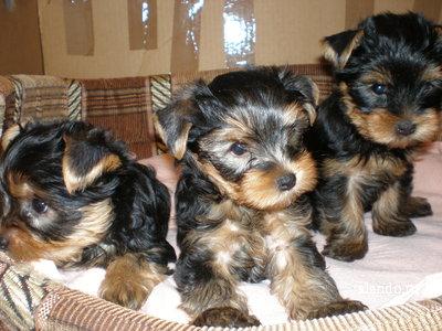 Tres cachorros de yorkie para regalar