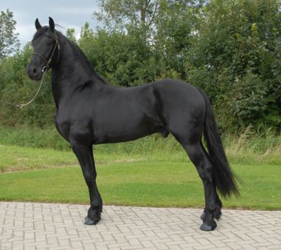 Caballo fris�n para acelerar la adopci�n
