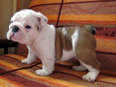 ADOPTA BULLDOG INGLES