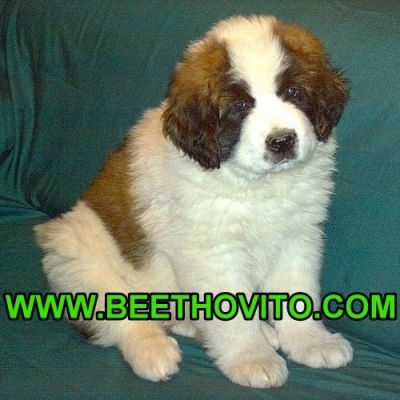 Cachorros San Bernardo (perros Beethoven) Ecuador
