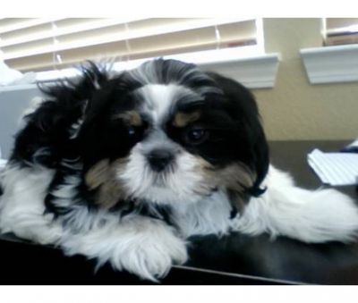 Shih Tzu cachorros para su aprobaci�n