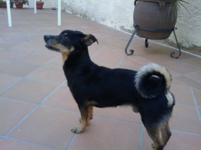 Pingu busca un hogar