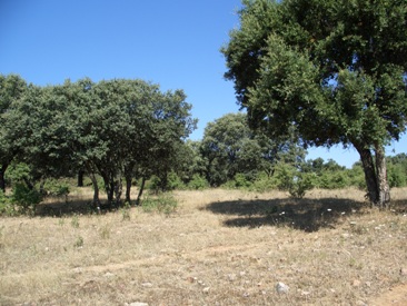 CAMBIO FINCA RUSTICA EXTREMADURA POR PARCELA PLAYA