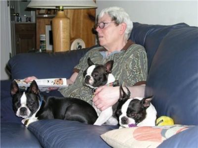 boston terrier macho y hembra