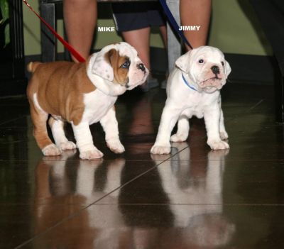 ADOPTA BULLDOG INGLES
