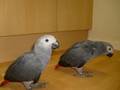 loros en venta